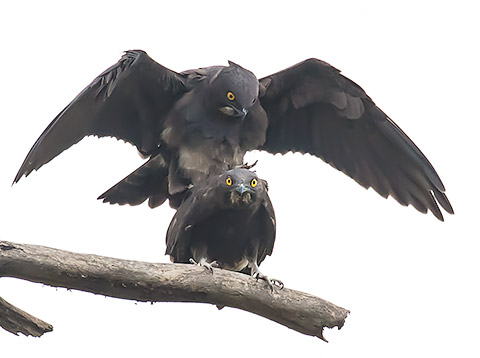 Bat Hawk mating pair